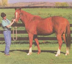 Farm Animal Health: Preventing Horse Ulcers, Feline Parasites and Canine Ear Swelling Image